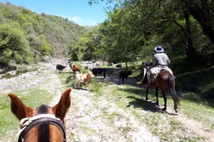 LA HIGUERA