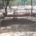 San Isidro labrador